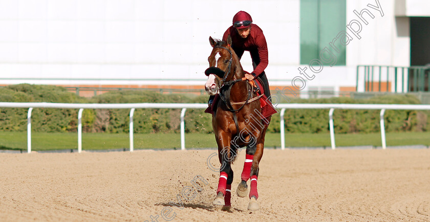 Laurel-River-0003 
 LAUREL RIVER training for the Dubai Racing Carnival 
Meydan 23 Jan 2025 - Pic Steven Cargill / Racingfotos.com