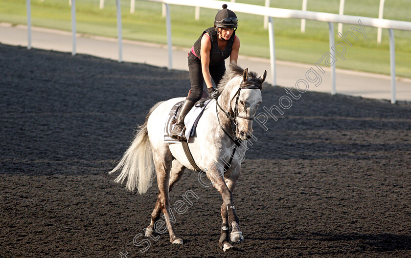 Librisa-Breeze-0002 
 LIBRISA BREEZE exercising in preparation for The Al Quoz Sprint at Meydan 29 Mar 2018 - Pic Steven Cargill / Racingfotos.com