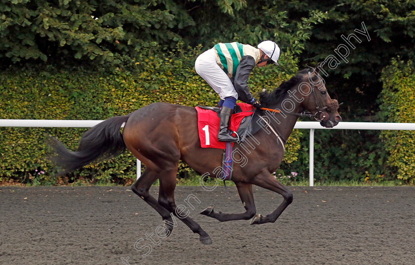 Foreseen-0001 
 FORESEEN (Jim Crowley)
Kempton 28 Aug 2024 - Pic Steven Cargill / Racingfotos.com