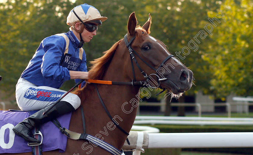 Sir-Magnum-0001 
 SIR MAGNUM (David Probert)
Kempton 29 Aug 2018 - Pic Steven Cargill / Racingfotos.com