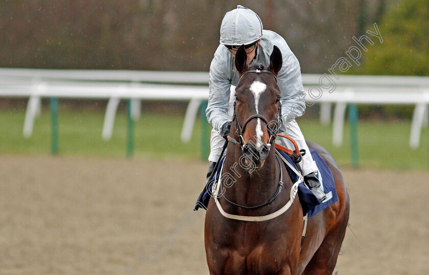 Desert-Safari-0002 
 DESERT SAFARI (Joe Fanning)
Lingfield 4 Mar 2020 - Pic Steven Cargill / Racingfotos.com