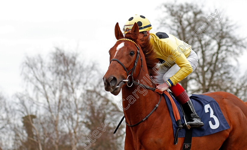 El-Drama-0002 
 EL DRAMA (Jack Mitchell)
Lingfield 6 Mar 2021 - Pic Steven Cargill / Racingfotos.com