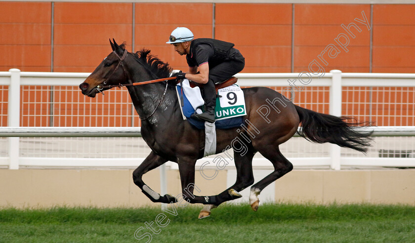 Junko-0001 
 JUNKO training for The Sheema Classic
Meydan Dubai 26 Mar 2024 - Pic Steven Cargill / Racingfotos.com