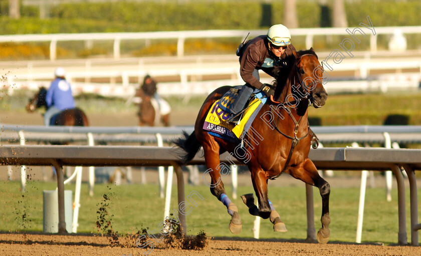 Arabian-Knight-0006 
 ARABIAN KNIGHT training for The Breeders' Cup Classic
Santa Anita USA, 30 Oct 2023 - Pic Steven Cargill / Racingfotos.com