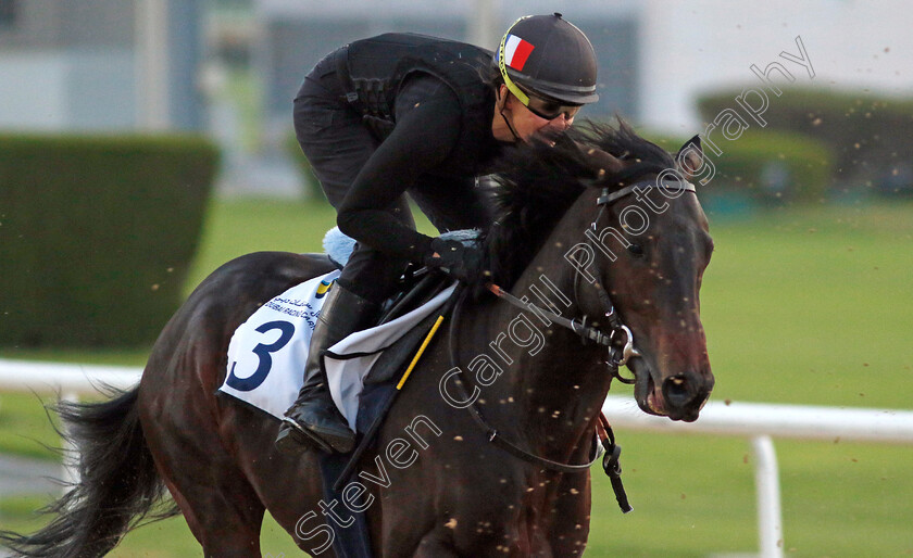 Spirit-Of-Leros-0001 
 SPIRIT OF LEROS training at the Dubai Racing Carnival
Meydan 22 Jan 2025 - Pic Steven Cargill / Racingfotos.com