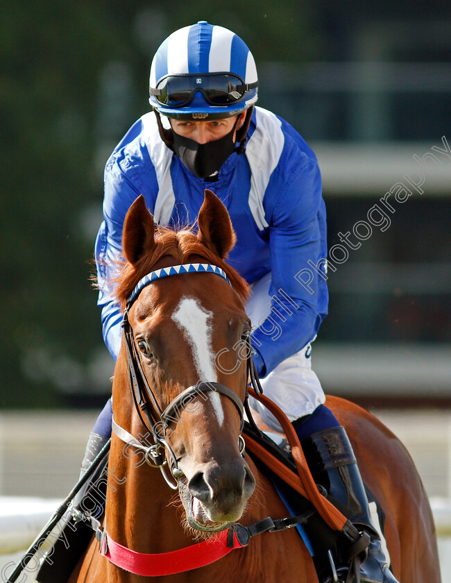 Mutasallem-0002 
 MUTASALLEM (Jim Crowley)
Newbury 18 Sep 2020 - Pic Steven Cargill / Racingfotos.com