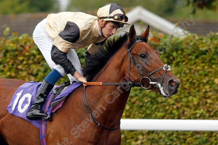 Prince-Of-India-0001 
 PRINCE OF INDIA (Harry Davies)
Kempton 6 Sep 2024 - Pic Steven Cargill / Racingfotos.com