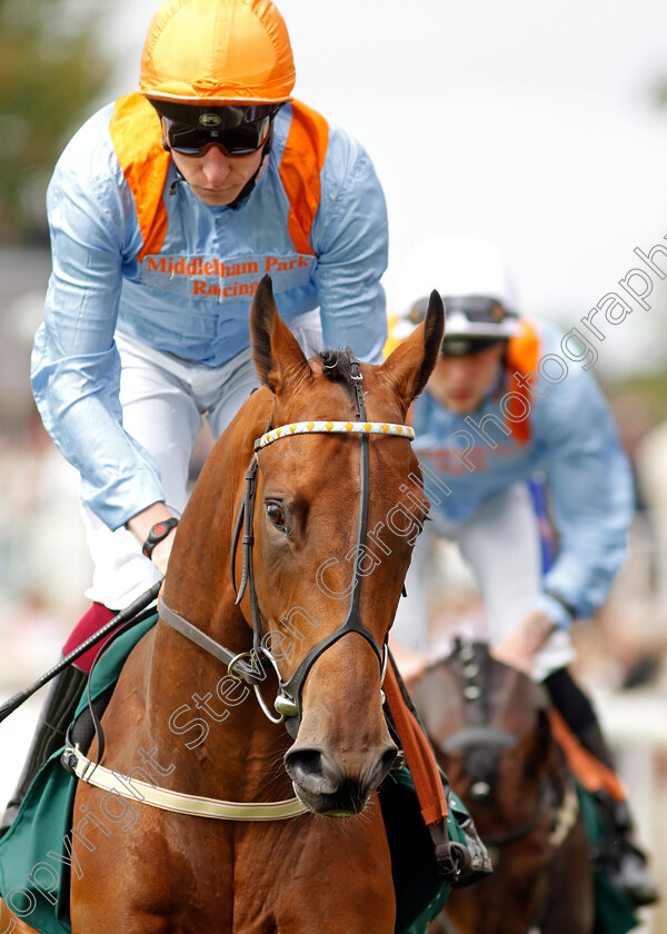 Our-Mighty-Mo-0001 
 OUR MIGHTY MO (Sam James)
York 22 Aug 2024 - pic Steven Cargill / Racingfotos.com