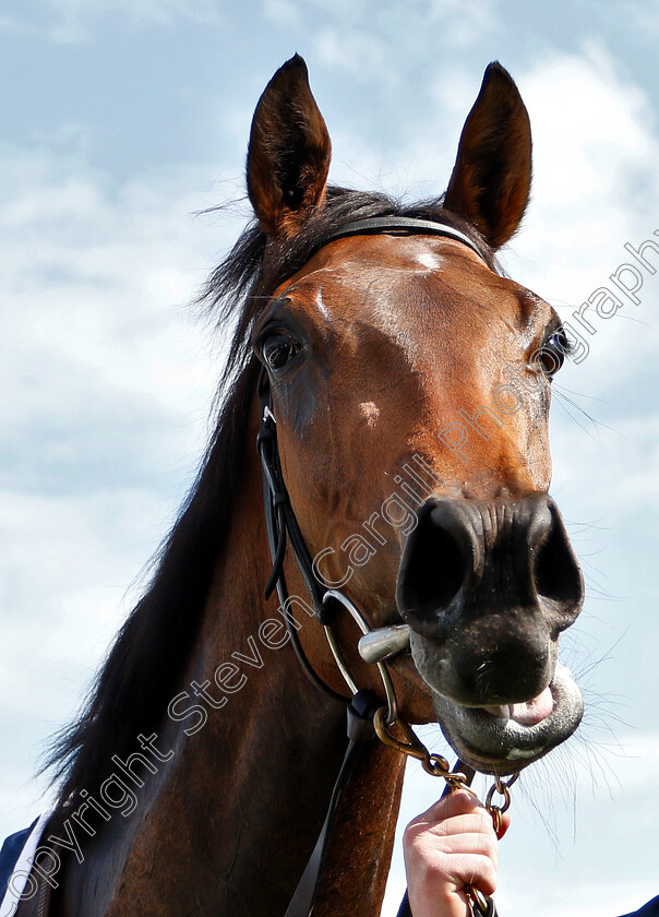 Hermosa-0015 
 HERMOSA after The Qipco 1000 Guineas
Newmarket 5 May 2019 - Pic Steven Cargill / Racingfotos.com