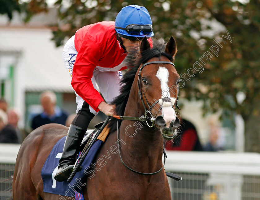 Regal-Reality-0002 
 REGAL REALITY (Ryan Moore) winner of The Hobgoblin Legendary Ruby Ale EBF Maiden Stakes Div2 Yarmouth 20 Sep 2017 - Pic Steven Cargill / Racingfotos.com