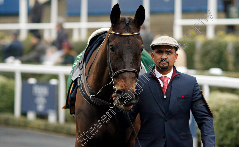 Energumene-0002 
 ENERGUMENE 
Ascot 18 Jan 2025 - Pic Steven Cargill / Racingfotos.com