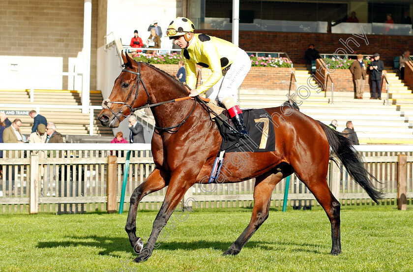 Soul-Stopper 
 SOUL STOPPER (Andrea Atzeni)
Newmarket 20 Oct 2021 - Pic Steven Cargill / Racingfotos.com