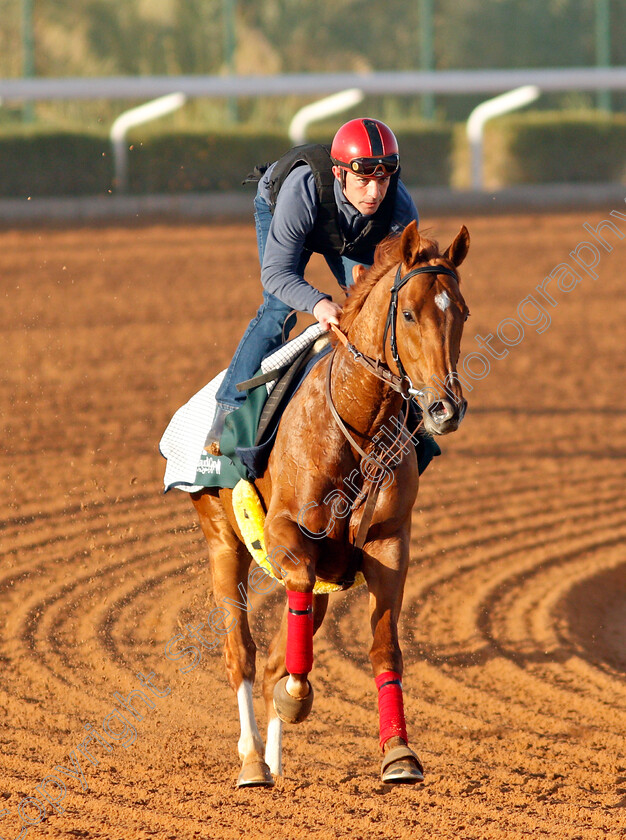 Sealiway-0003 
 SEALIWAY training for The Saudi Cup
King Abdulaziz Racetrack, Riyadh, Saudi Arabia 22 Feb 2022 - Pic Steven Cargill / Racingfotos.com