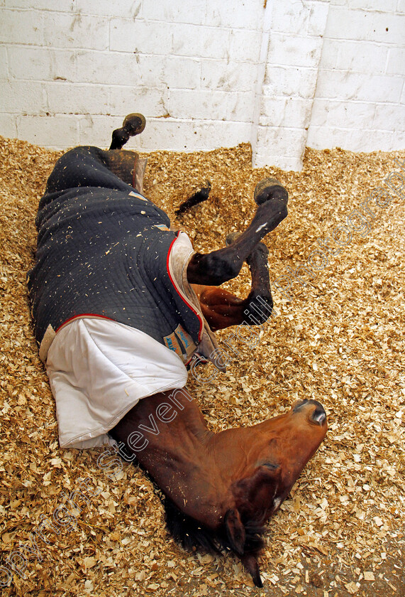 Cue-Card-0005 
 CUE CARD enjoying a a roll at Colin Tizzard's stables near Sherborne 21 Feb 2018 - Pic Steven Cargill / Racingfotos.com