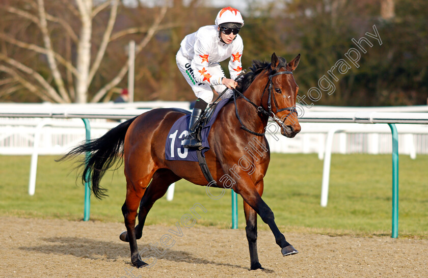 Wonderful-Effort-0001 
 WONDERFUL EFFORT (Luke Morris)
Lingfield 18 Dec 2019 - Pic Steven Cargill / Racingfotos.com