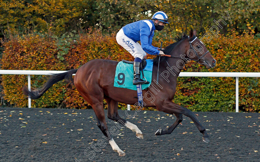 Mawkeb-0001 
 MAWKEB (Jim Crowley)
Kempton 2 Nov 2020 - Pic Steven Cargill / Racingfotos.com