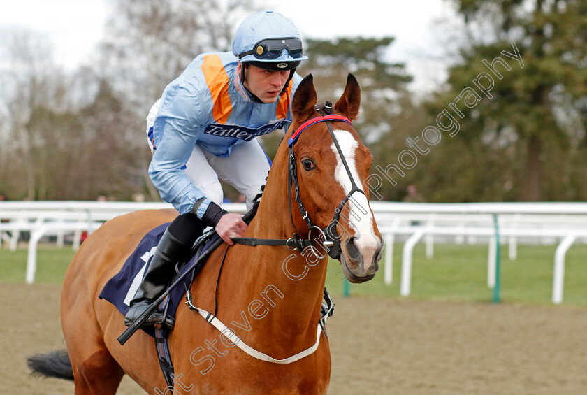 Silky-Wilkie-0002 
 SILKY WILKIE (Clifford Lee)
Lingfield 20 Jan 2024 - Pic Steven Cargill / Racingfotos.com