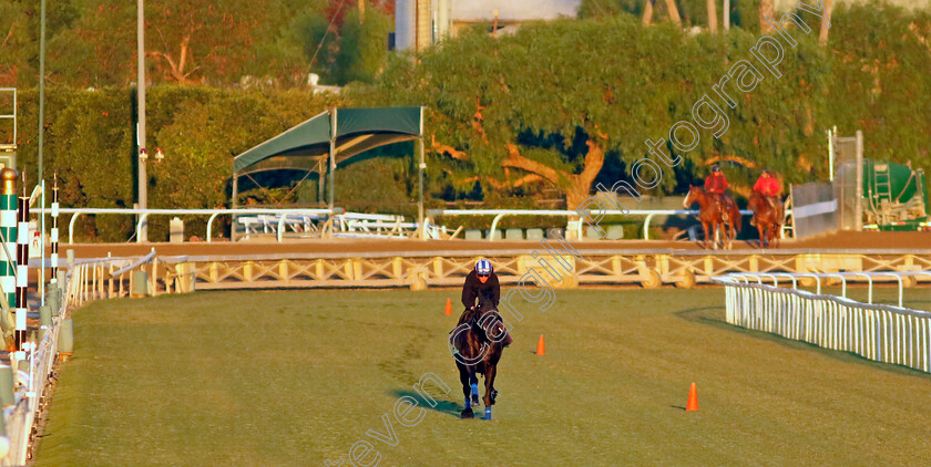 Mostahdaf-0001 
 MOSTAHDAF training for The Breeders' Cup Turf
Santa Anita 2 Nov 2023 - Pic Steven Cargill / Racingfotos.com