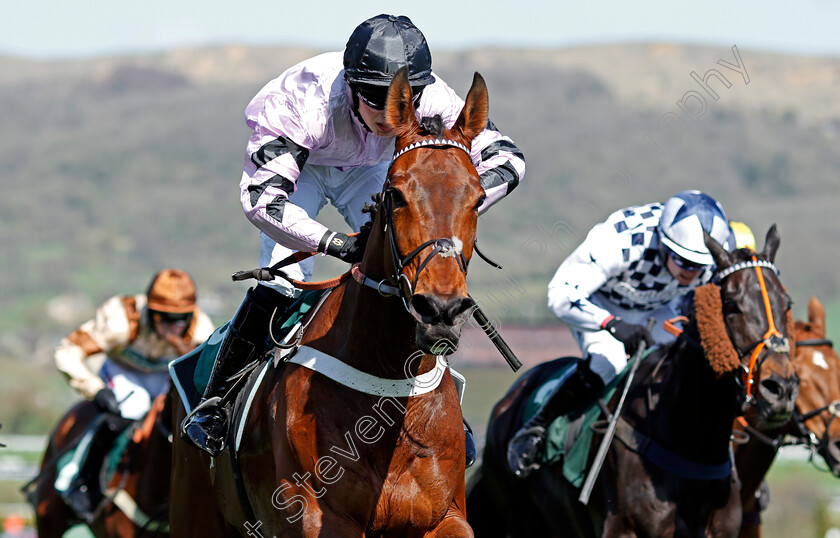 Champagne-Express-0006 
 CHAMPAGNE EXPRESS (James Bowen) wins The Kingston Stud Supporting Greatwood Handicap Hurdle Cheltenham 18 Apr 2018 - Pic Steven Cargill / Racingfotos.com