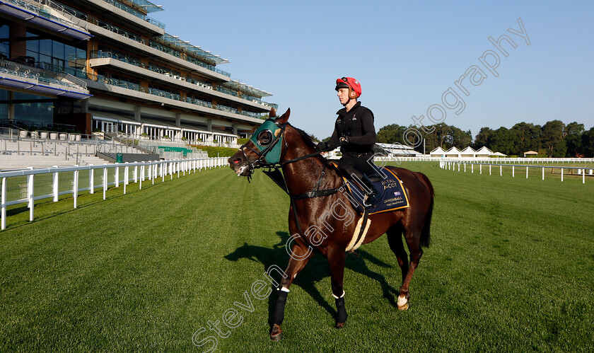 Cannonball-0020 
 CANNONBALL preparing for Royal Ascot
Ascot 14 Jun 2023 - Pic Steven Cargill / Racingfotos.com