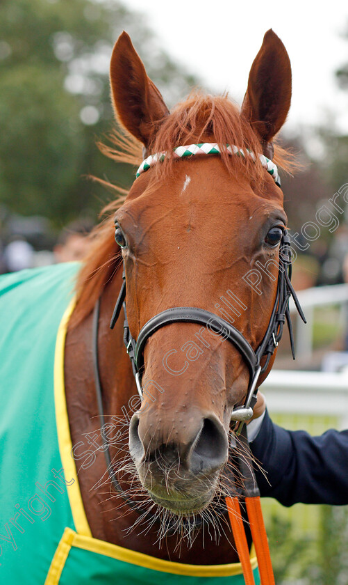 Quadrilateral-0011 
 QUADRILATERAL after winning The bet365 Fillies Mile
Newmarket 11 Oct 2019 - Pic Steven Cargill / Racingfotos.com