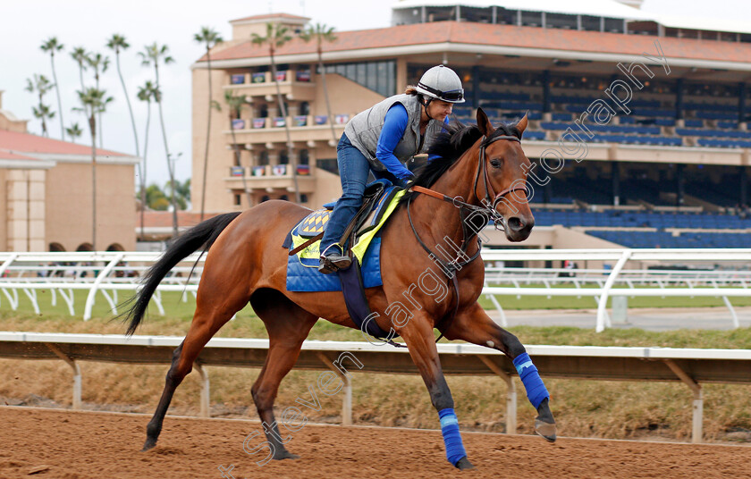 Abel-tasman-0002 
 ABEL TASMAN training for The Breeders' Cup Distaff at Del Mar USA, 1 Nov 2017 - Pic Steven Cargill / Racingfotos.com