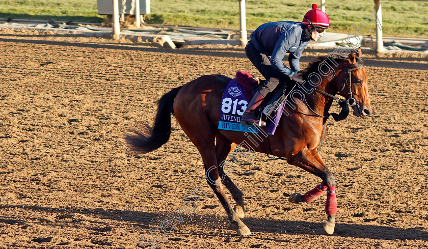 River-Tiber-0001 
 RIVER TIBER training for The Breeders' Cup Juvenile Turf 
Santa Anita USA, 31 October 2023 - Pic Steven Cargill / Racingfotos.com