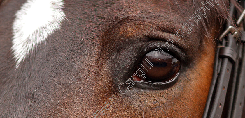 Altior-0002 
 ALTIOR at Seven Barrows
Lambourn 16 Feb 2019 - Pic Steven Cargill / Racingfotos.com