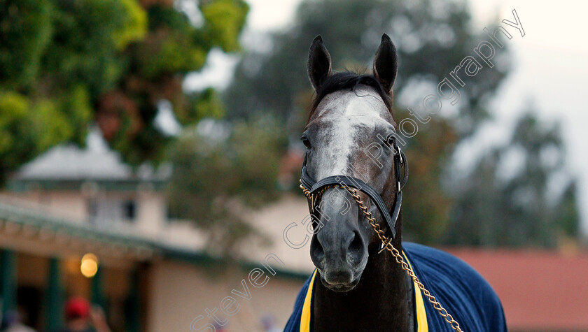 Arrogate-0013 
 ARROGATE training for The Breeders' Cup Classic at Del Mar 2 Nov 2017 - Pic Steven Cargill / Racingfotos.com