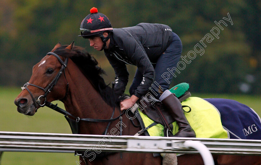 Cracksman-0003 
 CRACKSMAN cantering up Warren Hill in Newmarket 13 Oct 2017 - Pic Steven Cargill / Racingfotos.com