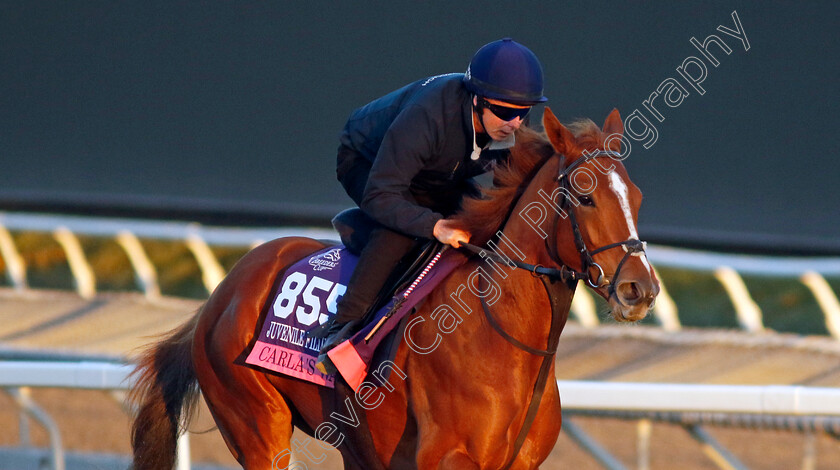 Carla s-Way-0002 
 CARLA'S WAY training for The Breeders' Cup Juvenile Fillies Turf
Santa Anita 2 Nov 2023 - Pic Steven Cargill / Racingfotos.com