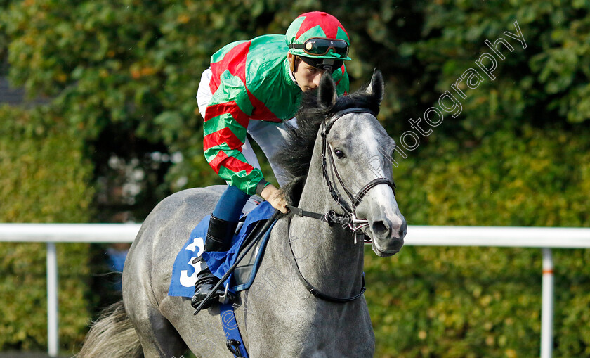 Bear-Island-0002 
 BEAR ISLAND (Harry Davies)
Kempton 6 Sep 2024 - Pic Steven Cargill / Racingfotos.com