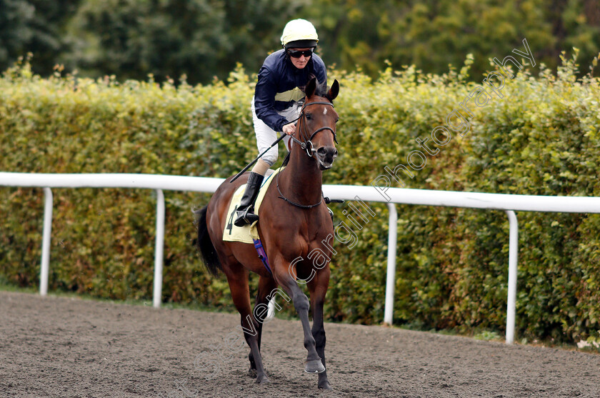 Gallic-0001 
 GALLIC (Liam Keniry)
Kempton 15 Aug 2018 - Pic Steven Cargill / Racingfotos.com