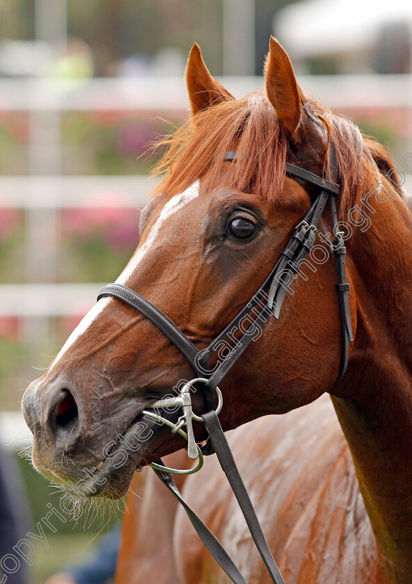 Ebury-0009 
 EBURY after The Chapel Down Classified Stakes
Ascot 6 Sep 2019 - Pic Steven Cargill / Racingfotos.com