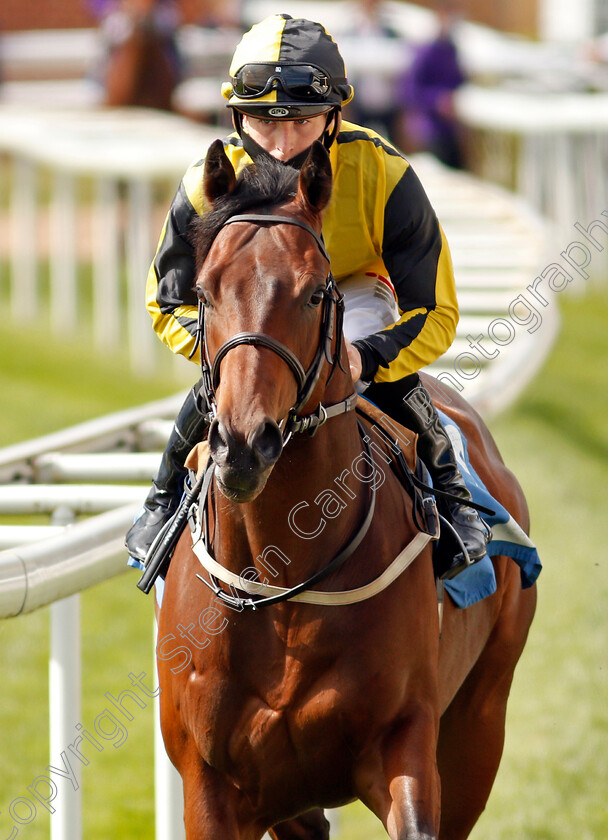 Another-Bertie-0001 
 ANOTHER BERTIE (Rowan Scott)
York 13 May 2021 - Pic Steven Cargill / Racingfotos.com