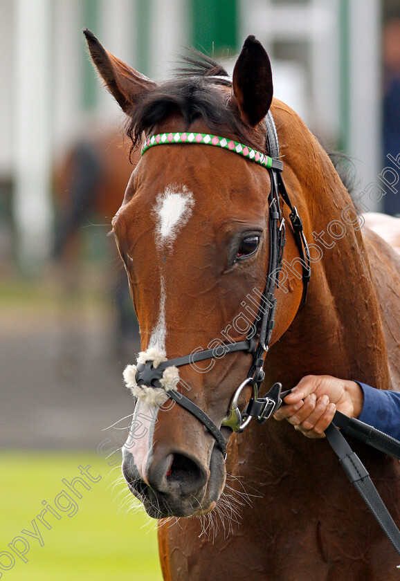 Portrush-0010 
 PORTRUSH after winning The Download The At The Races App Maiden Stakes
Yarmouth 15 Jul 2020 - Pic Steven Cargill / Racingfotos.com