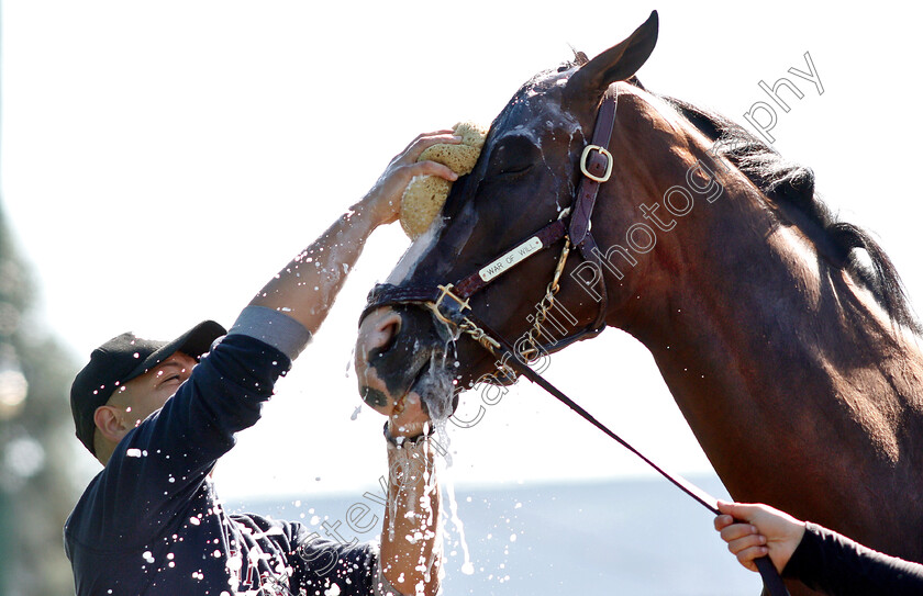 War-Of-Will-0015 
 WAR OF WILL recieves a bath after exercising in preparation for the Preakness Stakes
Pimlico, Baltimore USA, 15 May 2019 - Pic Steven Cargill / Racingfotos.com