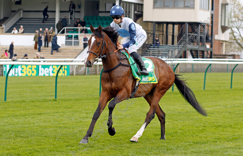 Awtaad-Prince-0001 
 AWTAAD PRINCE (Stefano Cherchi)
Newmarket 18 Apr 2023 - Pic Steven Cargill / Racingfotos.com