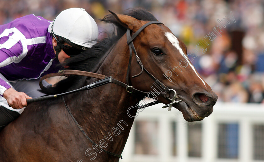 South-Pacific-0003 
 SOUTH PACIFIC (Seamie Heffernan) wins The King George V Stakes
Royal Ascot 20 Jun 2019 - Pic Steven Cargill / Racingfotos.com