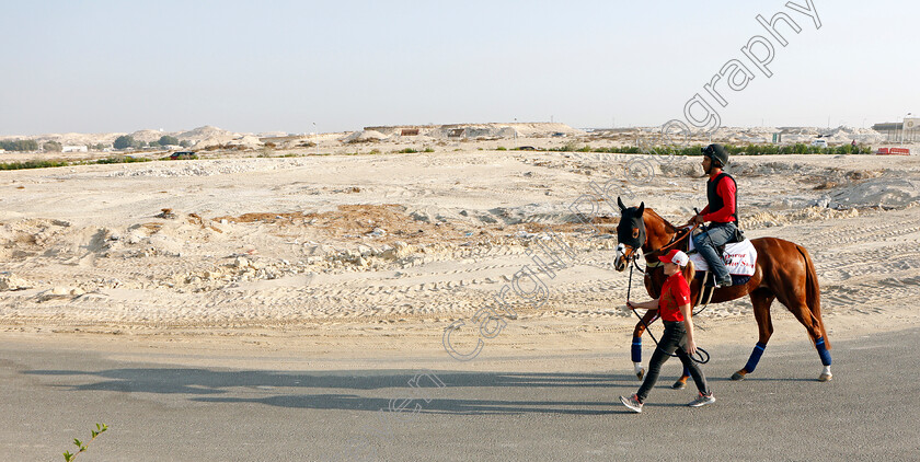 Emperor-Of-The-Sun-0001 
 EMPEROR OF THE SUN exercising in preparation for Friday's Bahrain International Trophy
Sakhir Racecourse, Bahrain 17 Nov 2021 - Pic Steven Cargill / Racingfotos.com