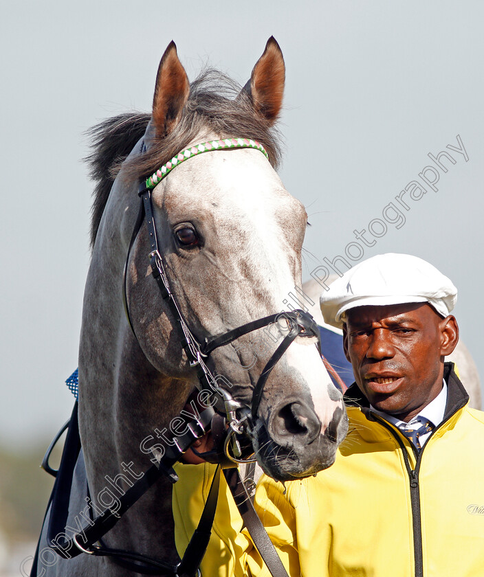 Logician-0001 
 LOGICIAN before The St Leger
Doncaster 14 Sep 2019 - Pic Steven Cargill / Racingfotos.com