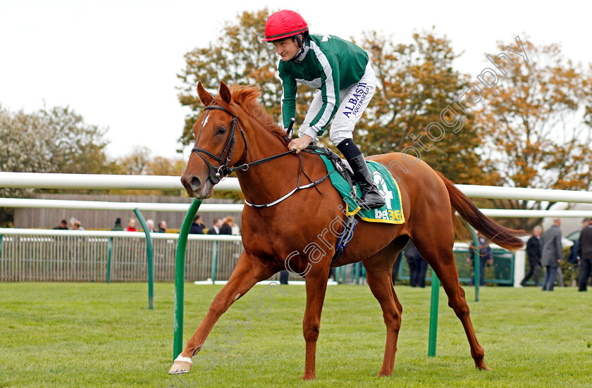 Cayenne-Pepper-0001 
 CAYENNE PEPPER (Shane Foley)
11 Oct 2019 - Pic Steven Cargill / Racingfotos.com