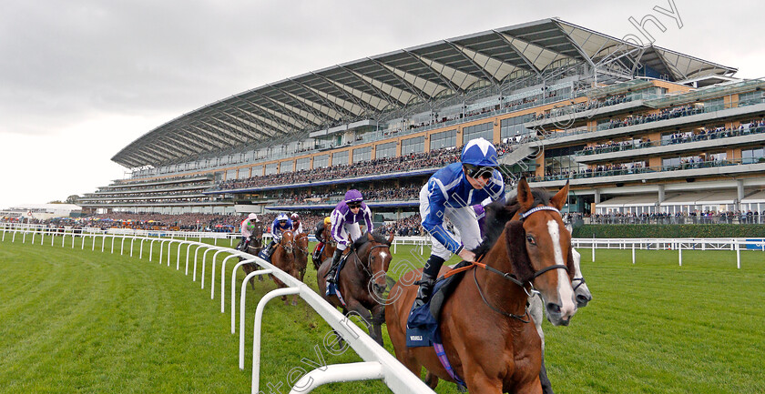 Withhold-0001 
 winner KEW GARDENS (Donnacha O'Brien, 2nd right) tracks leader WITHHOLD during The Qipco British Champions Long Distance Cup
Ascot 19 Oct 2019 - Pic Steven Cargill / Racingfotos.com