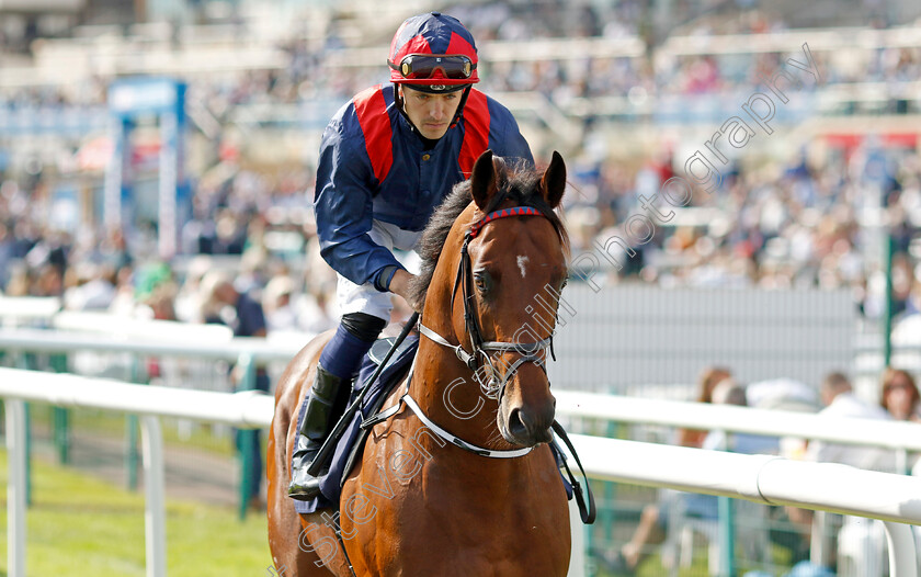 Francis-Meynell-0001 
 FRANCIS MEYNELL (Kevin Stott)
Doncaster 15 Sep 2023 - Pic Steven Cargill / Racingfotos.com