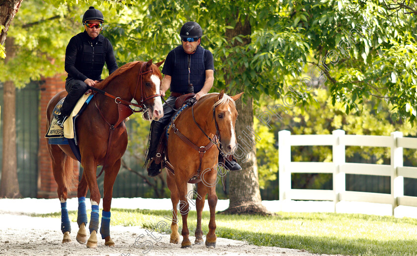 Improbable-0016 
 IMPROBABLE exercising in preparation for the Preakness Stakes
Pimlico, Baltimore USA, 16 May 2019 - Pic Steven Cargill / Racingfotos.com