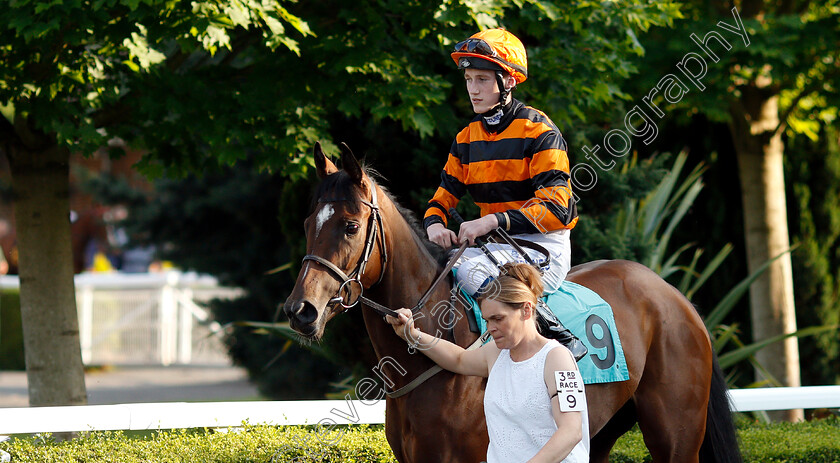 Venusta-0001 
 VENUSTA (David Egan)
Kempton 22 May 2019 - Pic Steven Cargill / Racingfotos.com