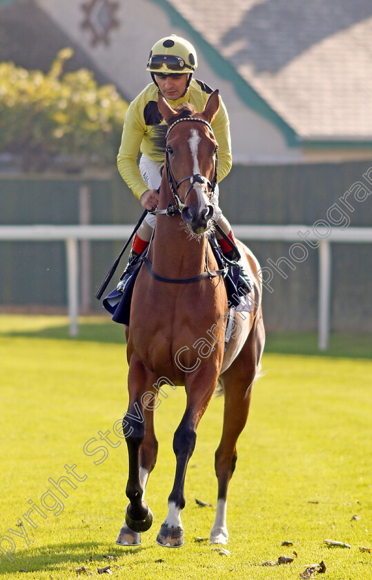 Ready-To-Shine 
 READY TO SHINE (Andrea Atzeni)
Yarmouth 19 Oct 2021 - Pic Steven Cargill / Racingfotos.com