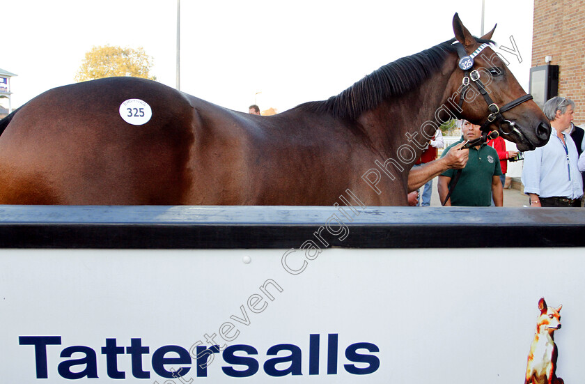 Lot-0326-colt-by-Dubawi-x-Dar-Re-Mi-0011 
 Lot 325 a colt by Dubawi x Dar Re Mi before selling at Tattersalls Yearling Sale Book1 for 3.5million guineas
Newmarket 10 Oct 2018 - Pic Steven Cargill / Racingfotos.com