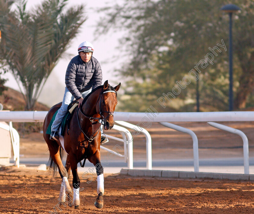 Art-Collector-0004 
 ART COLLECTOR training for The Saudi Cup
King Abdulaziz Racetrack, Riyadh, Saudi Arabia 22 Feb 2022 - Pic Steven Cargill / Racingfotos.com