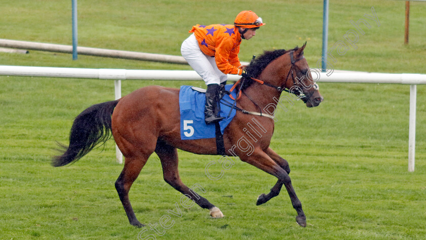 Nebrook-Dream-0001 
 NEBROOK DREAM (Frederick Larson)
Leicester 10 Sep 2024 - Pic Steven Cargill / Racingfotos.com